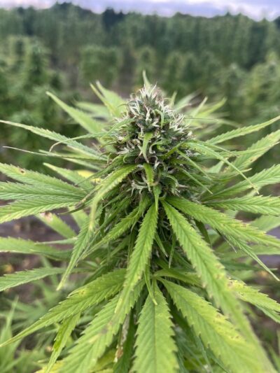 Western Cherry (CBD 9%) aux notes de framboise, de cassis et de barbe à papa