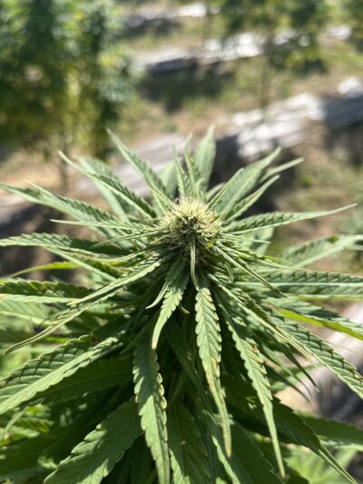 Fleur CBD Arizona Dream - à partir 2,50€ / g – Image 4