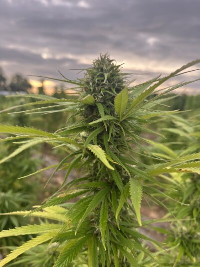 Fleur CBD Arizona Dream - à partir 2,50€ / g – Image 3