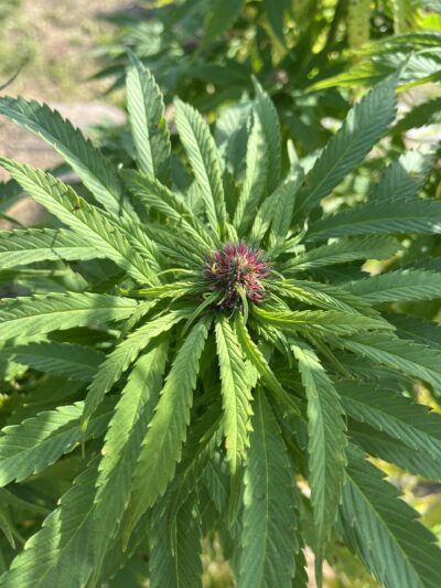 Fleur CBD Western Cherry - à partir 2,50€ / g – Image 3